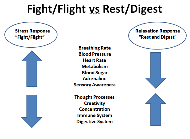 Graphpic showing fight or flight response traits